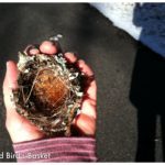 Bird's nest - a mandala