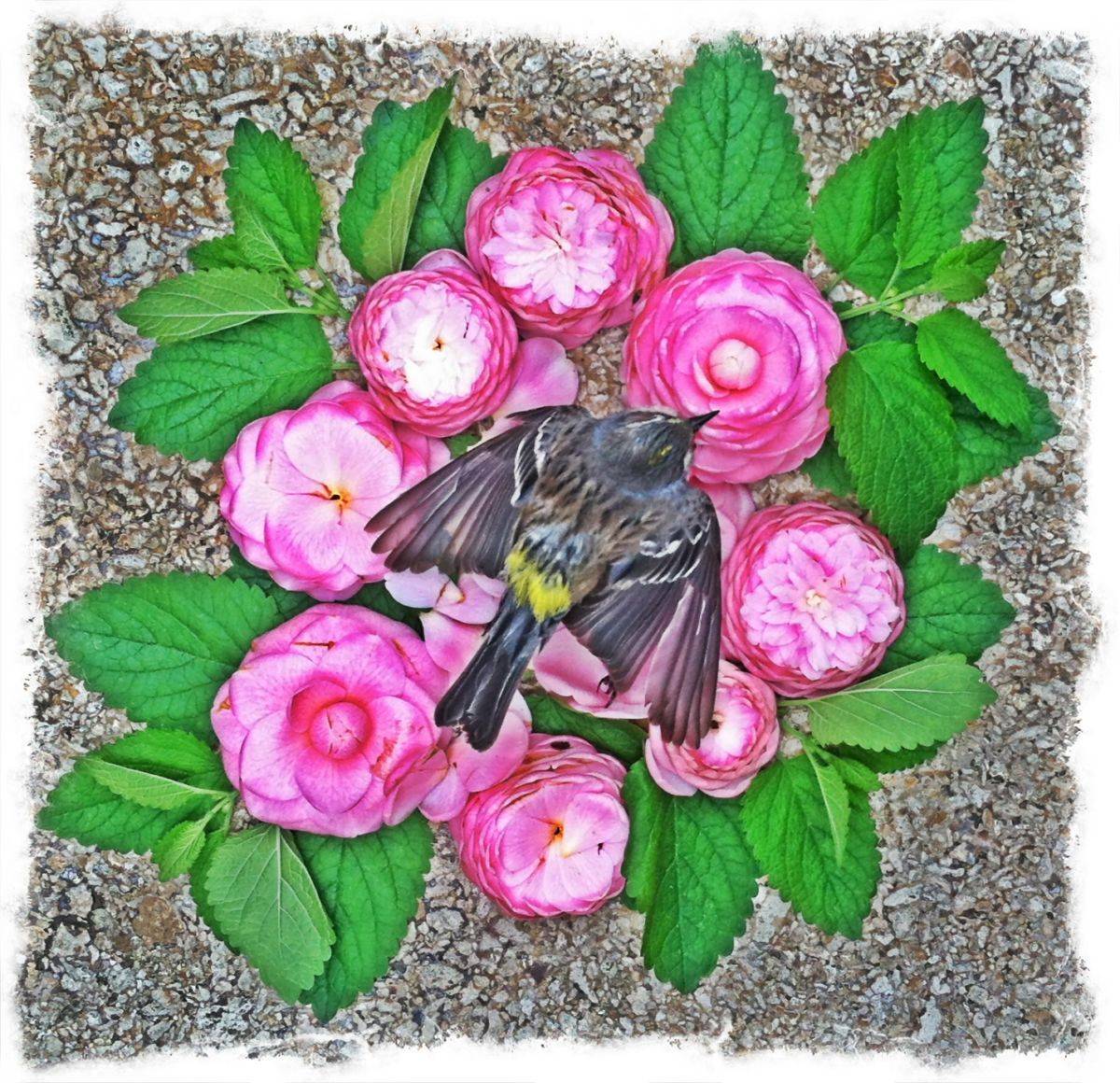 A Nature Mandala created to honor a dead bird I found in my garden.