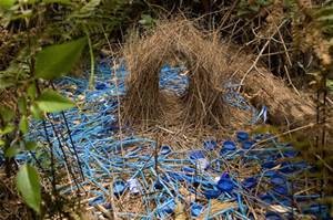 This Bower Bird Loves Bluse