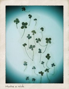 Mindful activity - collecting four leaf clovers!