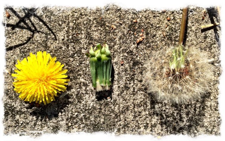 Enchanted Dandelions showing off the Circle of Life - Birth, Growth, Death, Rebirth. Potential elements for a mindful amulet or talisman.
