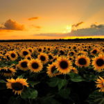 Sunflowers - Mandalas